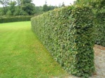 Carpinus betulus / Avenbok 150-175 cm väl grenad med stöd C5, 50 stycken på pall