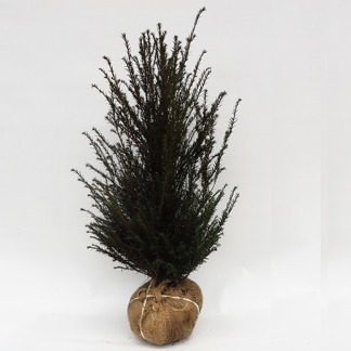 Taxus baccata / idegran 100-125 cm, 40 stycken på pall