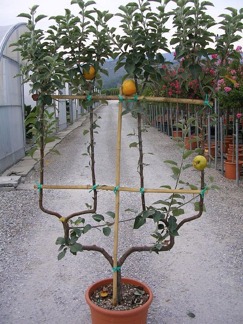 Malus dom. Royal Gala / Äppelträd