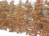 Fagus sylvatica/Bok i kruka