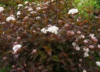 Phsocarpus opulifolius 'Diable d'or'