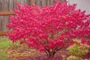 Euonymus europaeus 'Red Cascade' - Sol 100-125 cm C12