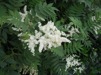 Sorbaria sorbifolia / Rönnspira
