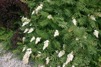 Sorbaria sorbifolia / Rönnspira