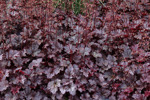 Heuchera micrantha 'Plum pudding'