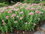 Sedum telephium / Kärleksört