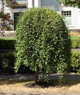 Salix Caprea Pendula / Hängsälg