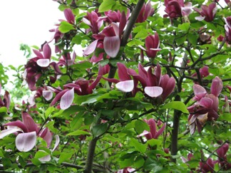 Magnolia liliiflora Nigra /Röd Praktmagnolia