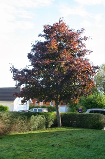 Acer platanoides ’Crimson King’ / Rödbladig skogslönn