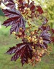 Acer platanoides ’Crimson King’ / Rödbladig skogslönn