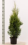 Thuja occ. Brabant 80-100 cm i C5 på pall/ 50 st.
