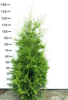 Thuja occ. Brabant 100-120 cm med jordklump på pall/ 50 st.