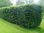 Fagus sylvatica / Bok 100-125 cm C5 80 stycken på pall
