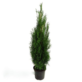 Thuja occ. Smaragd 60-80 cm C3, 100 st.