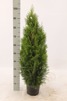 Thuja occ. Smaragd 60-80 cm C3, 100 st.