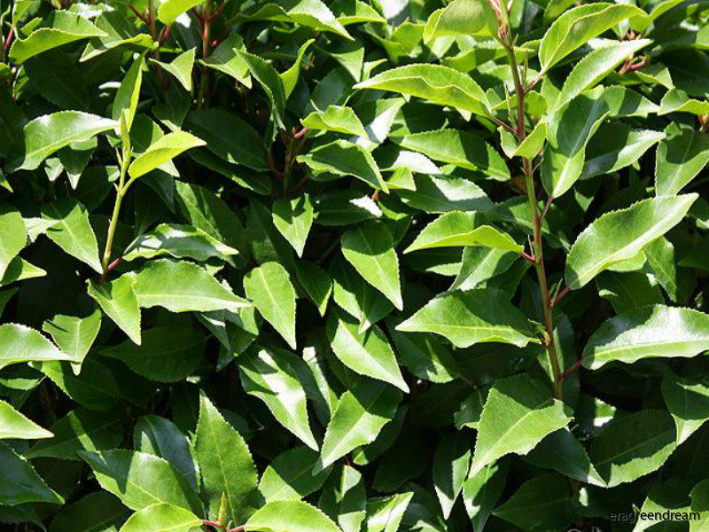prunus_ usitanica angustifolia