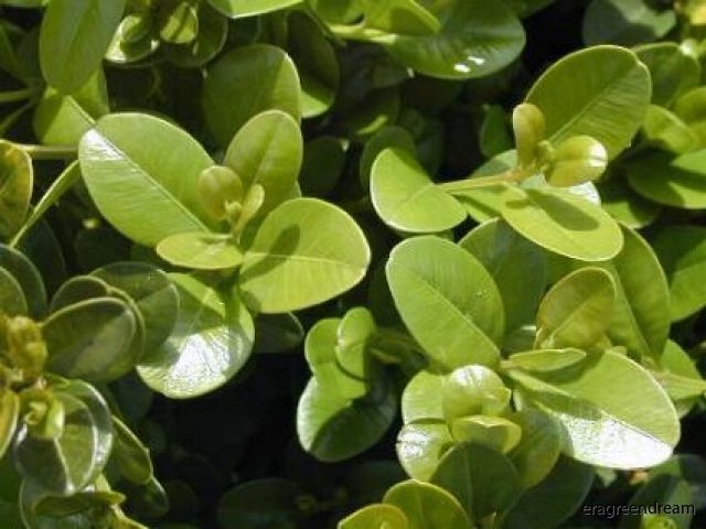 Buxus-microphylla-Faulkner