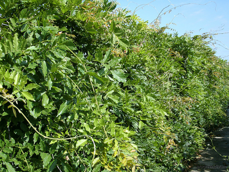 wisteria sinensis prolific