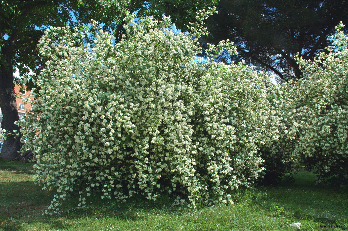 philadelphus coronarius buske