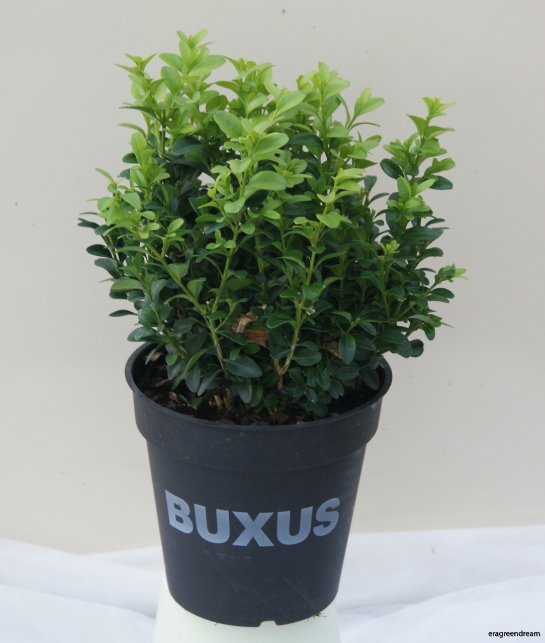 Buxus Sempervirens