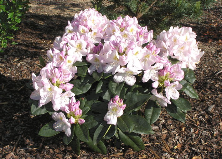 Rhododendron ' Gomer Waterer'