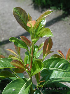 Prunus laurocerasus 'Etna'1