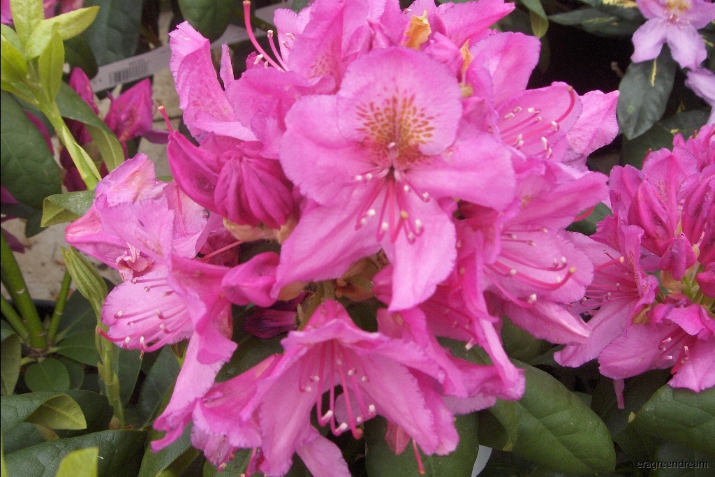Rhododendron ' Delta'