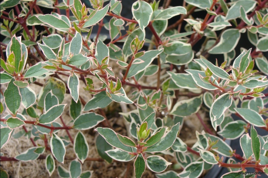 Abelia grandiflora 'Conti' (Confetti)