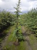 Carpinus betulus/ Avenbok jordklump - med stöd/väl grenad 100-125 cm med kl. 1+2+2