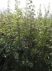 Carpinus betulus/ Avenbok jordklump