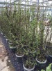Carpinus betulus/ Avenbok krukodlad - Multistam 175-200 cm C20 2 planta/m