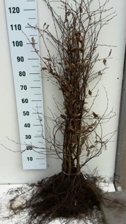 Carpinus betulus/ Avenbok bar-rotad