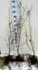 Carpinus betulus/ Avenbok bar-rotad