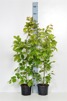 Carpinus betulus/ Avenbok krukodlad - 80-100 cm C2,5