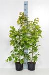 Carpinus betulus/ Avenbok krukodlad