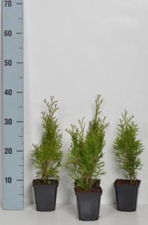 Thuja occ. Smaragd - 15-20 cm P9