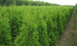 Thuja occ. Brabant 140-160 cm kl. 100 st.