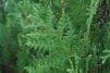 Thuja occ. Brabant
