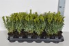 Buxus sempervirens/ Buxbom ( häck ) - 25-30 cm P9