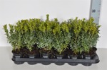 Buxus sempervirens 25-30 cm p9 100 stycken