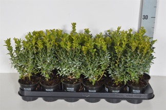 Buxus sempervirens 25-30 cm p9 100 stycken - 25-30 cm p9