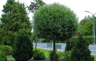 Prunus x eminens 'Umbraculifera' / Klotkörsbär