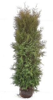 100 stycken Thuja occ. Brabant 180-200 cm med klump
