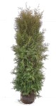 100 stycken Thuja occ. Brabant 180-200 cm med klump