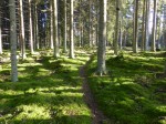 Minnenas skog Minnenas skog