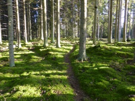 Stärkande skog Stärkande skog