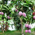 Omogen Mango