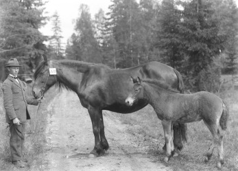 Albin Foss (1862-1954) med sto och föl Albin Foss (1862-1954) med sto och föl