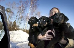 Foto: Johanna Eriksson Camilla Henningsson från Hundomplaceringsverksamheten har famnen full av valpar. De tre valparna och deras fyra syskon hittades övergivna i en container. Foto: Johanna Eriksson Camilla Henningsson från Hundomplaceringsverksamheten har famnen full av valpar. De tre valparna och deras fyra syskon hittades övergivna i en container.
