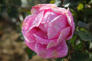 Fall on me like the silent dew, or like those maiden showers which, by the peep of day, do strew a baptim o'er the flowers. Fall on me like the silent dew, or like those maiden showers which, by the peep of day, do strew a baptim o'er the flowers.